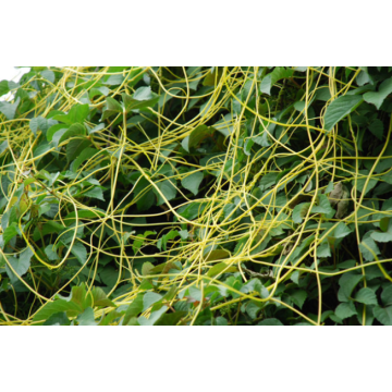 High Quality Natural Dodder Seed